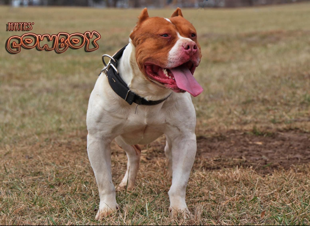 Dog Featured Image