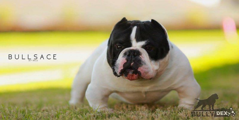 Dog Featured Image