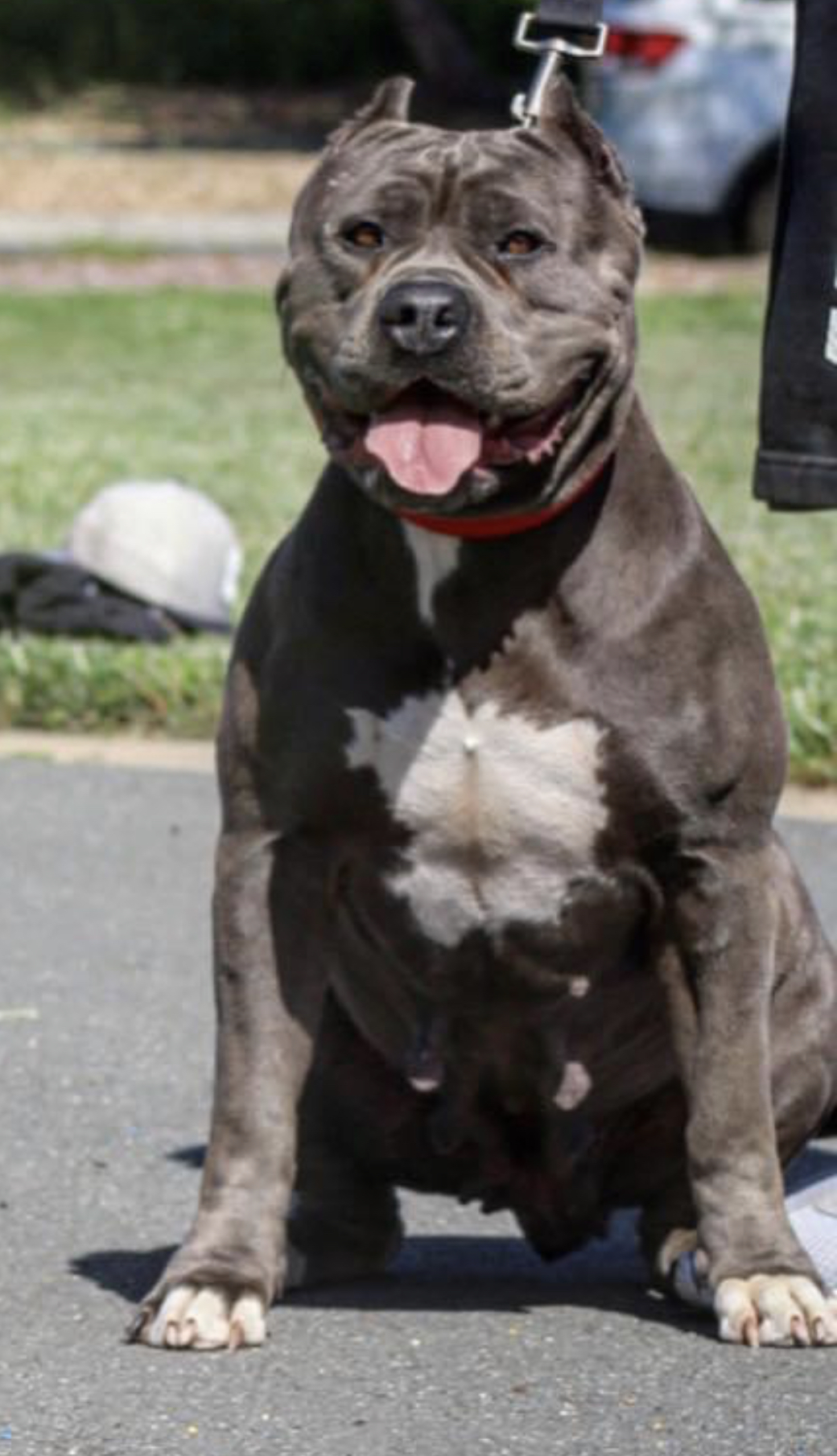 Dog Featured Image