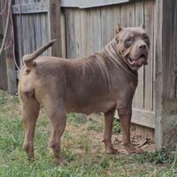 Dog Featured Image