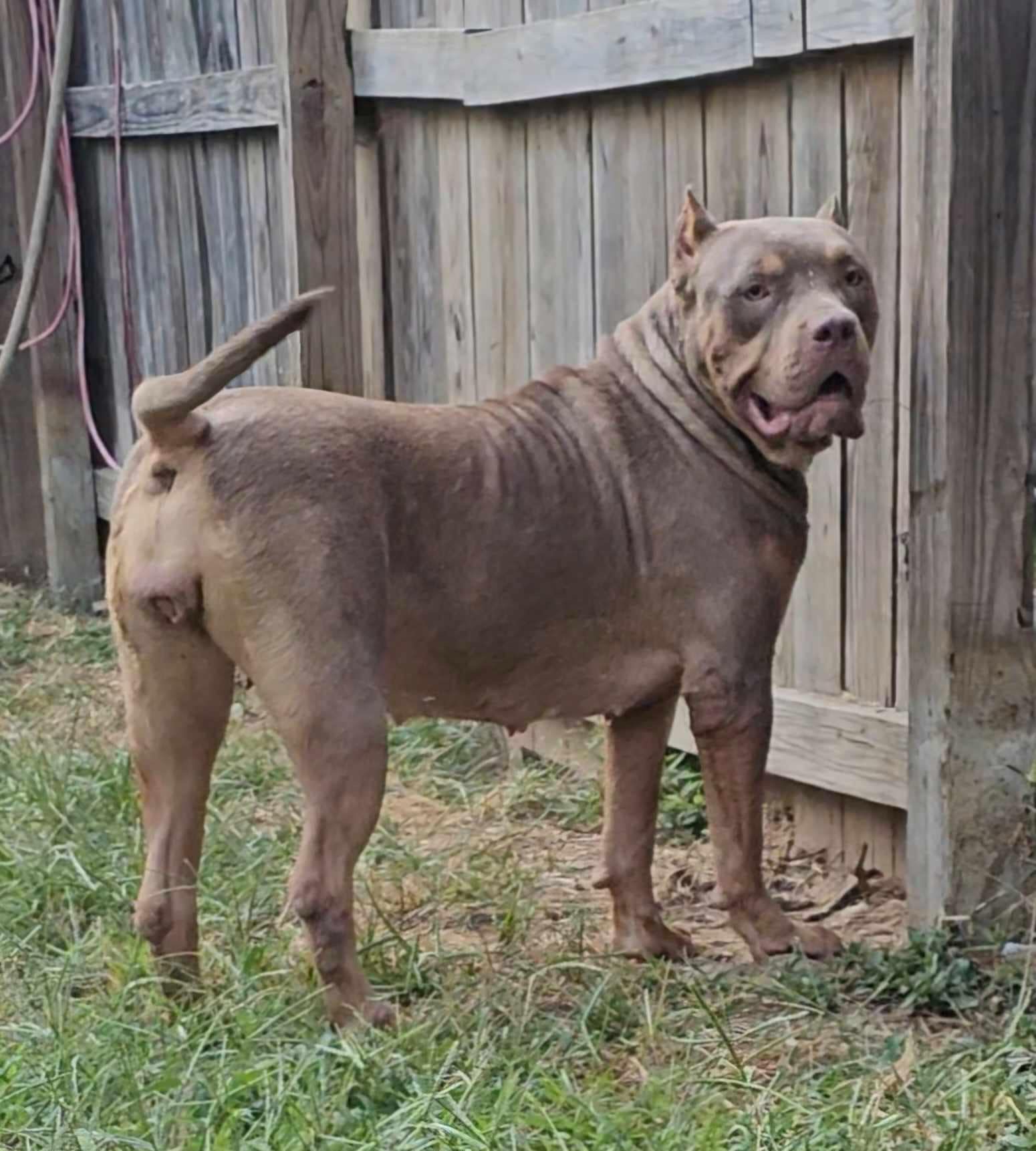 Dog Featured Image