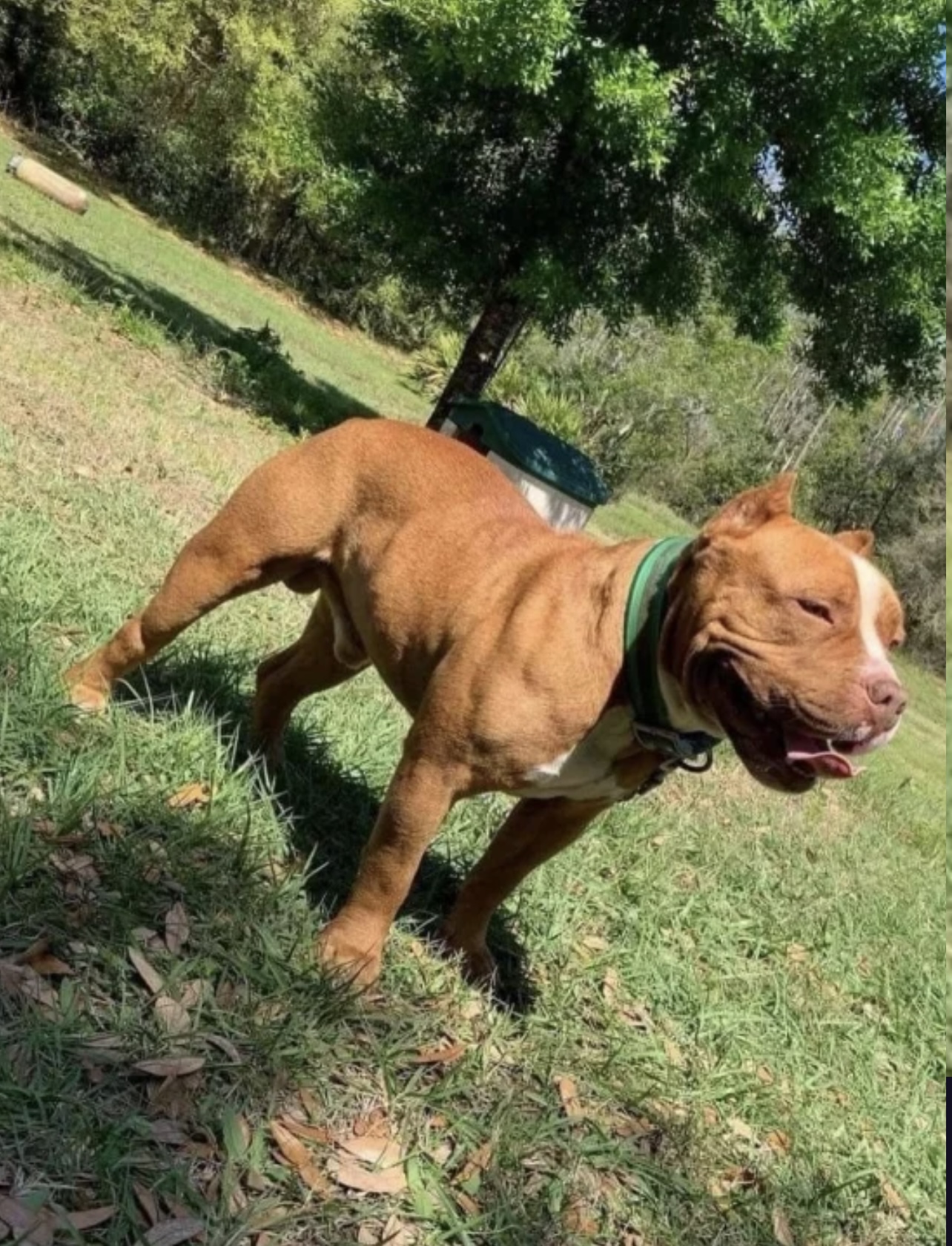 Dog Featured Image