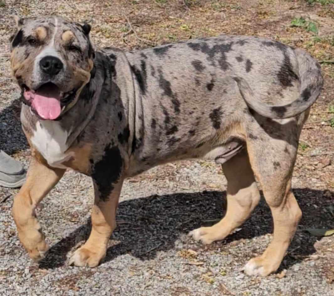 Dog Featured Image