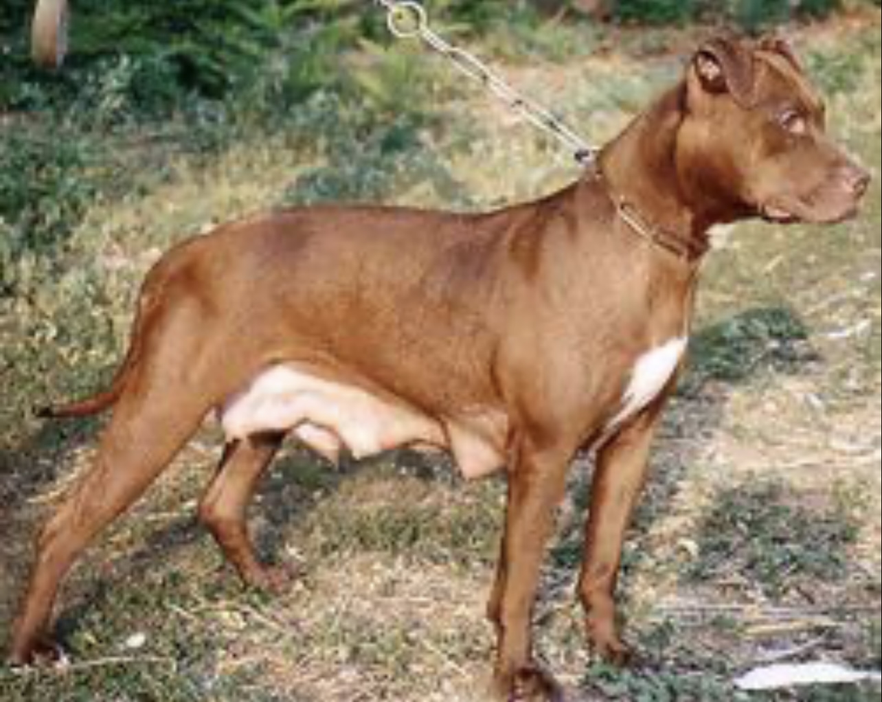 Dog Featured Image