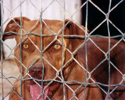 Dog Featured Image
