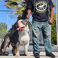 Dog Featured Image
