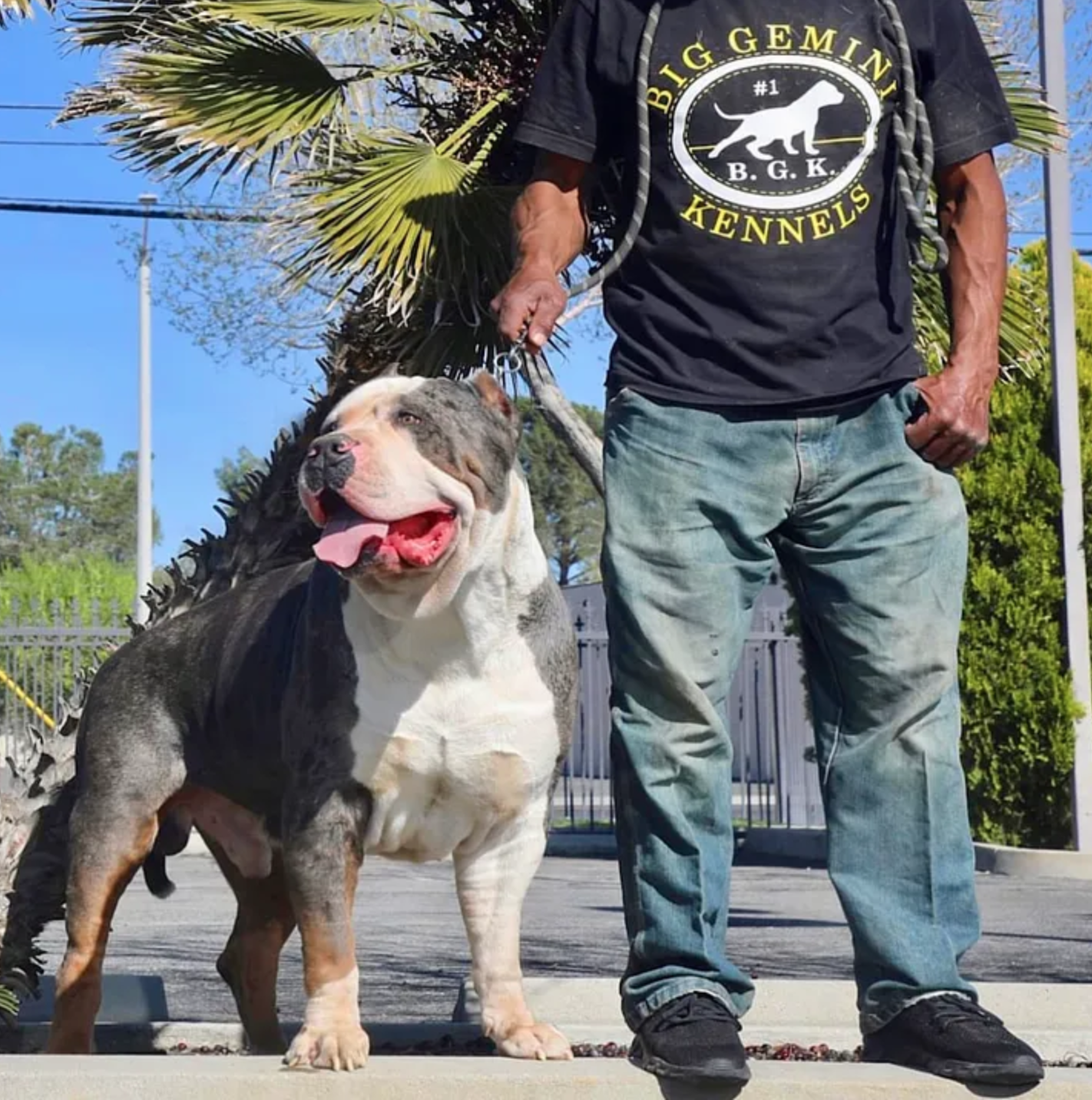 Dog Featured Image