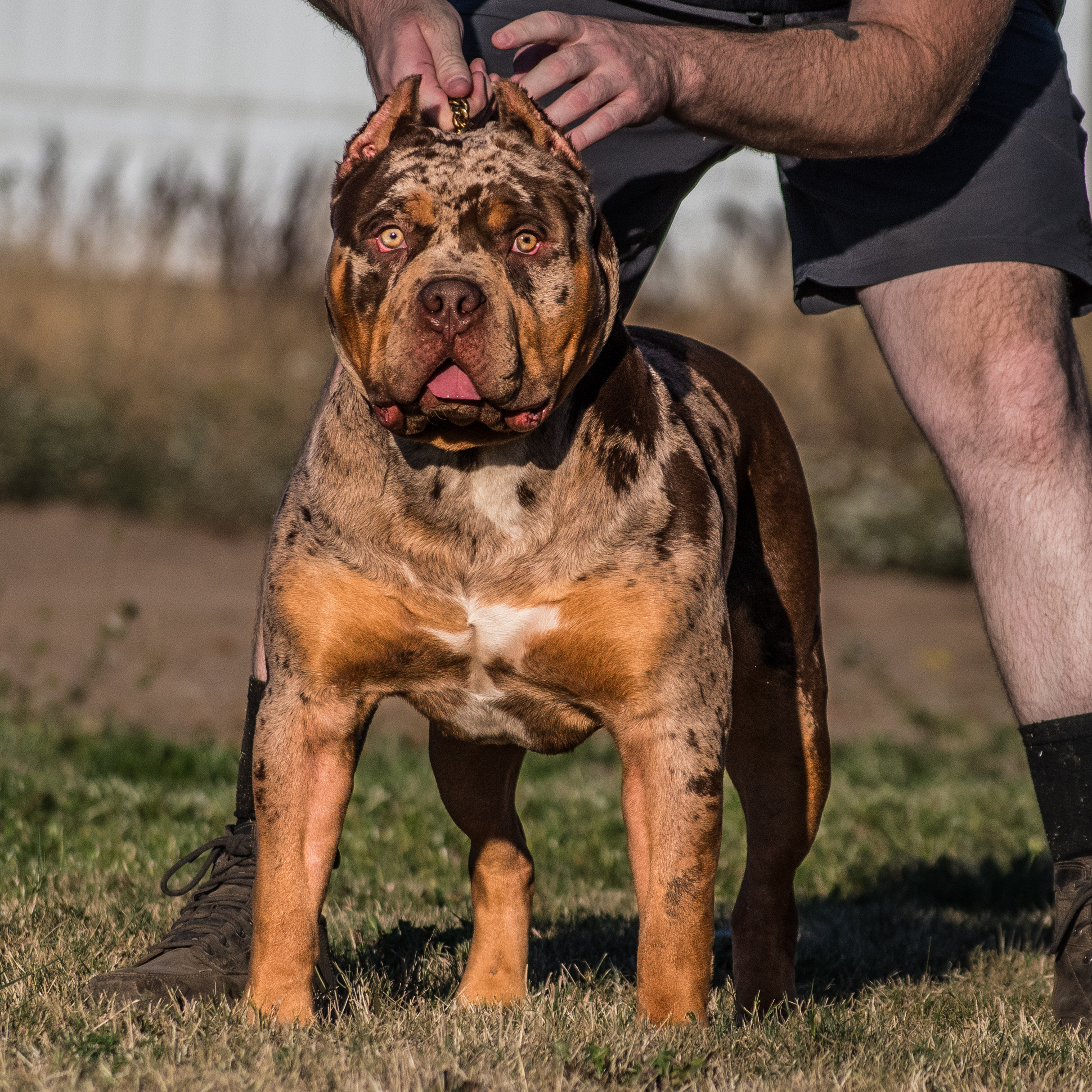 Dog Featured Image