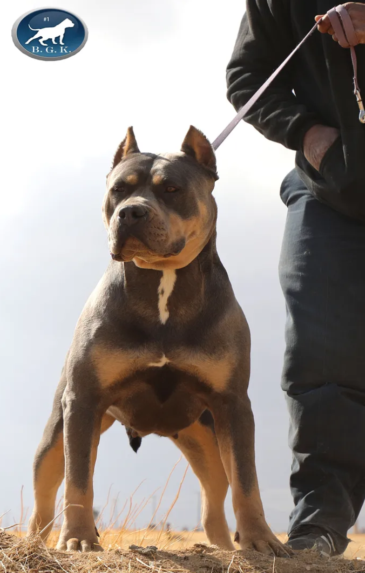 Dog Featured Image