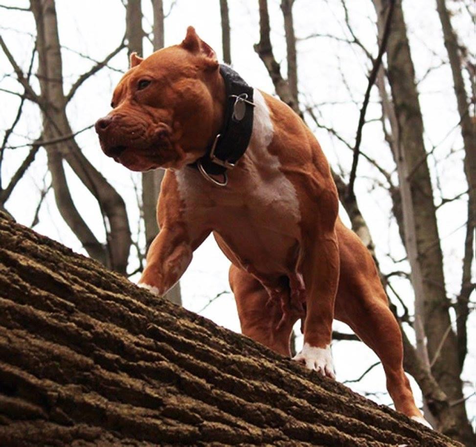 Dog Featured Image