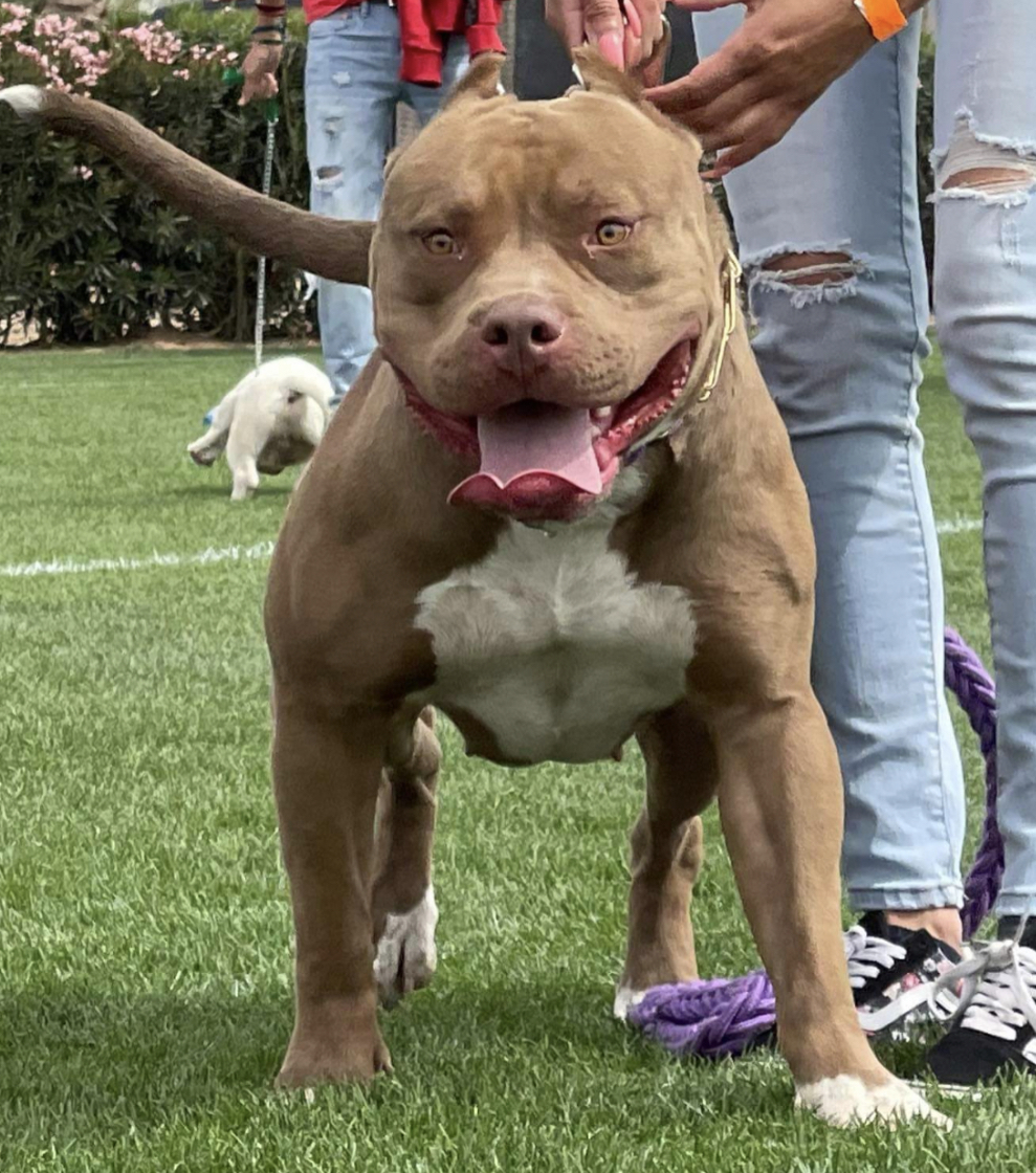 Dog Featured Image