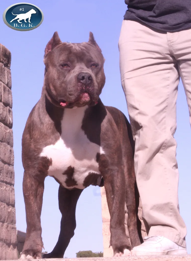 Dog Featured Image
