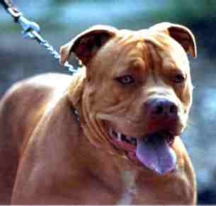Dog Featured Image