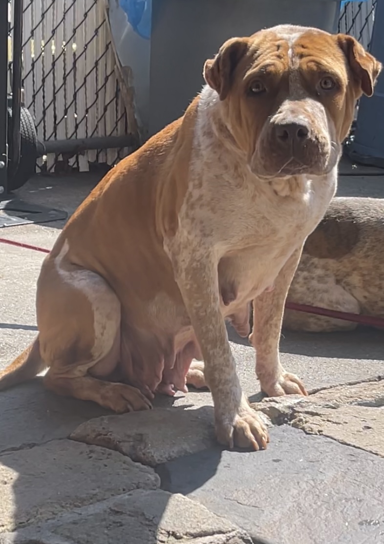 Dog Featured Image