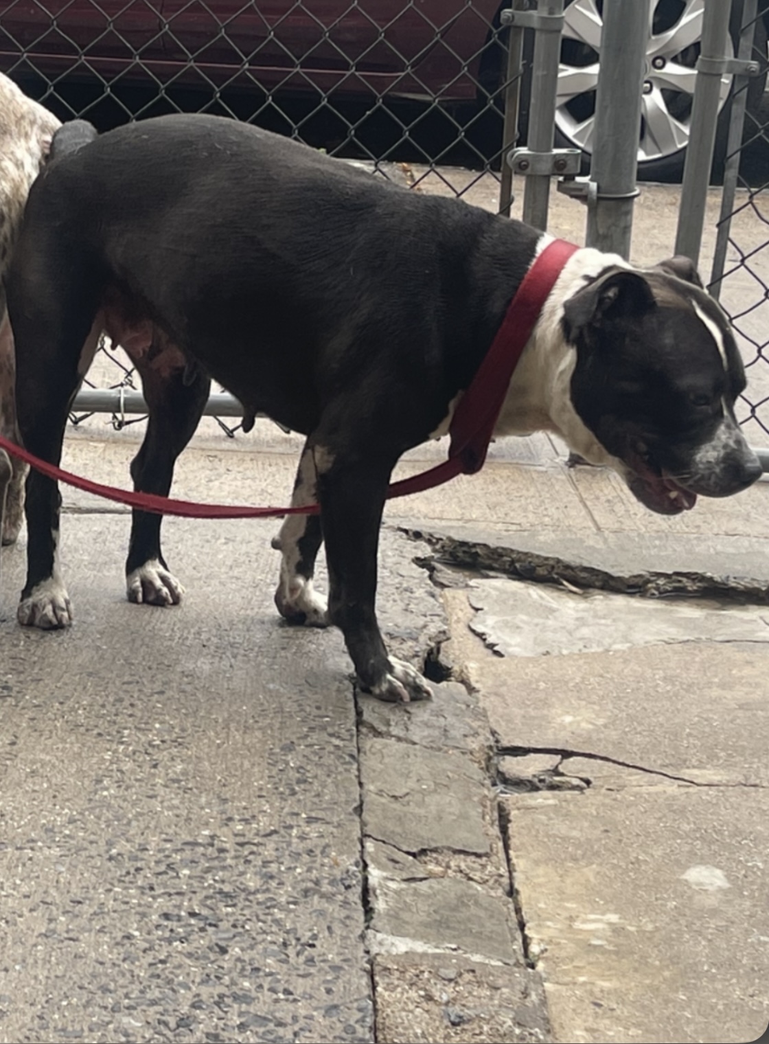Dog Featured Image