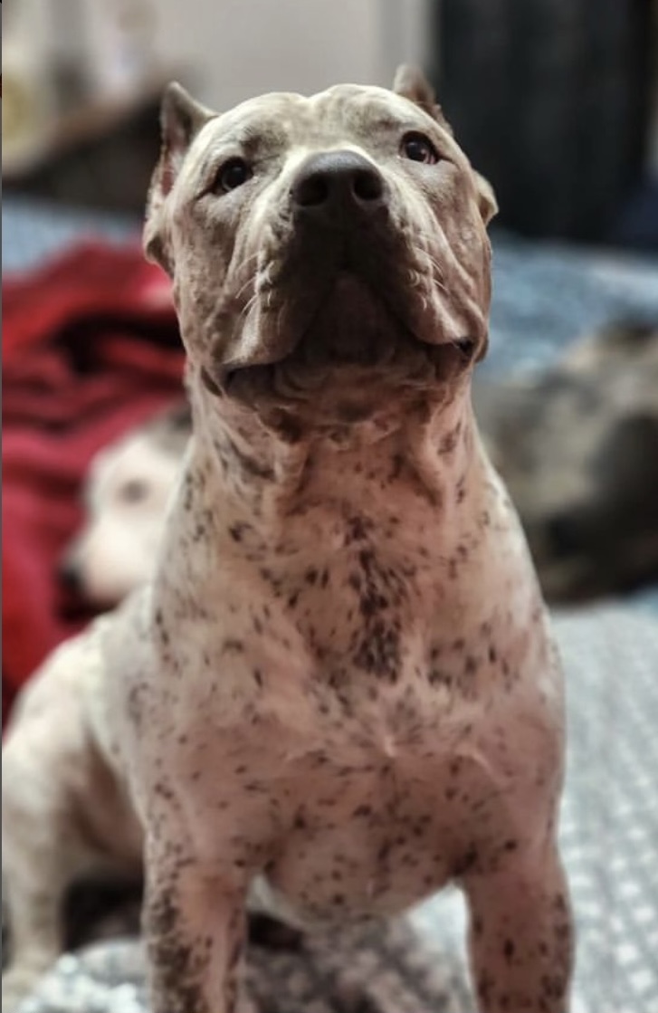Dog Featured Image