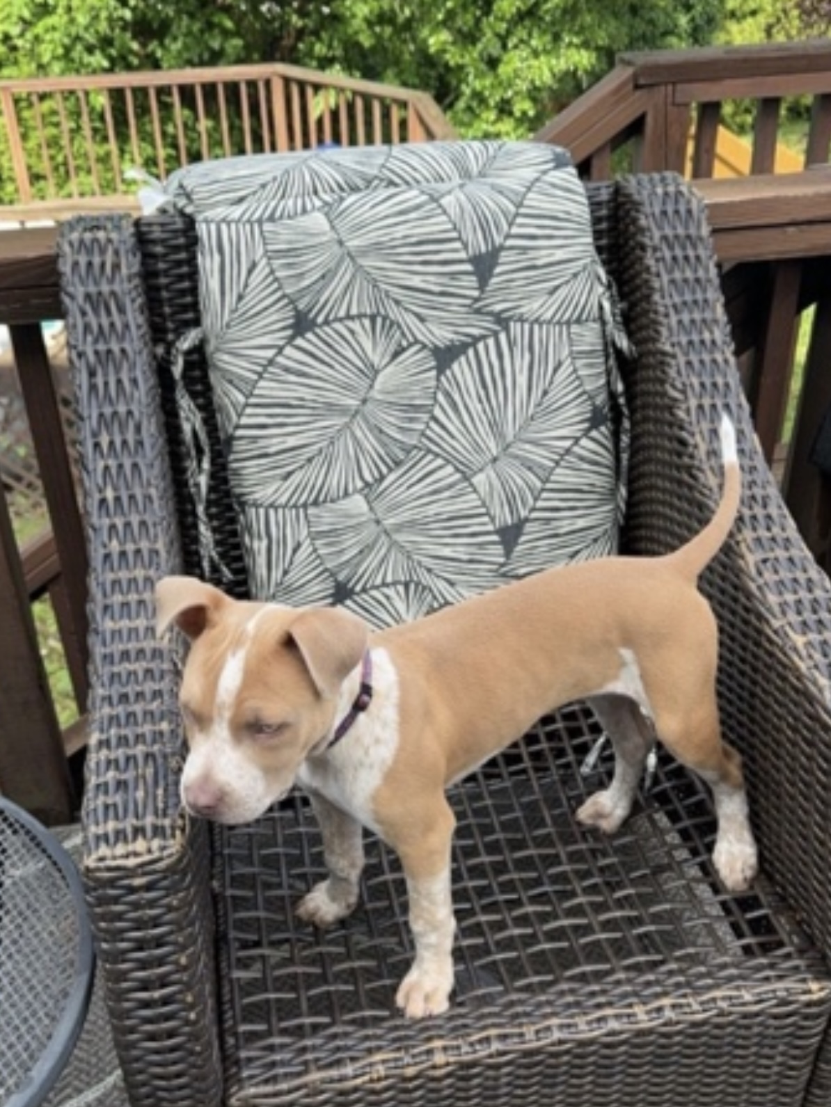 Dog Featured Image