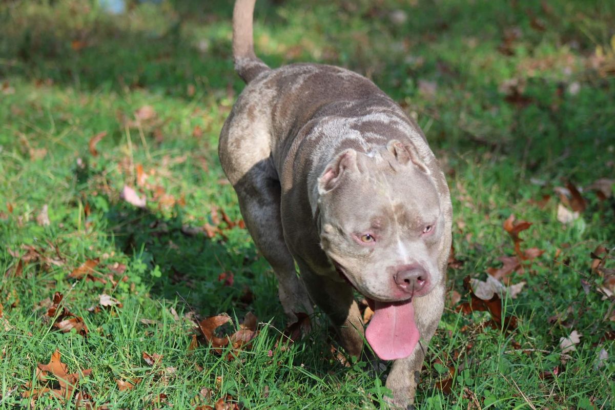 Dog Featured Image