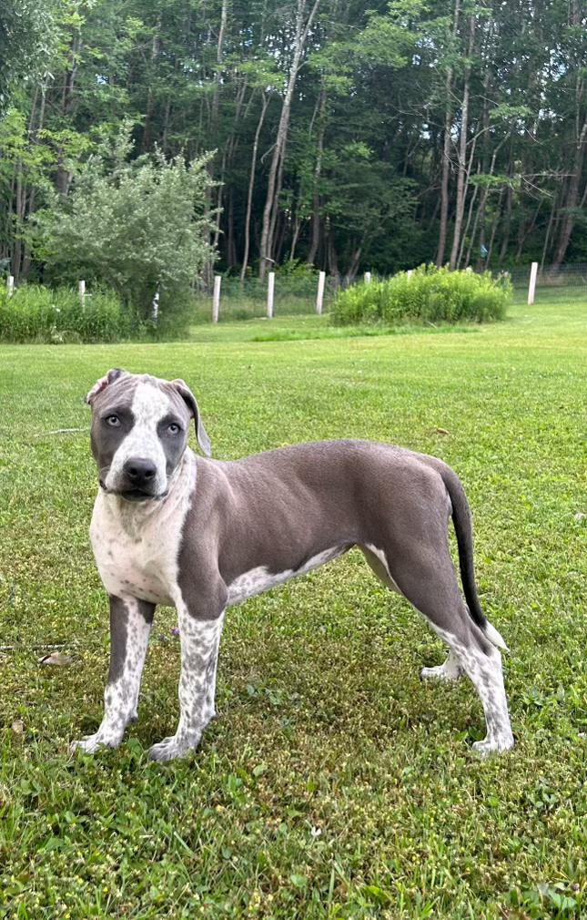 Dog Featured Image