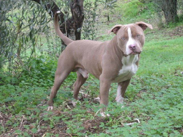 Dog Featured Image