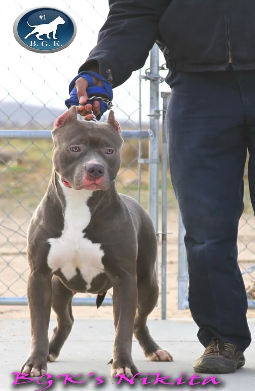 Dog Featured Image