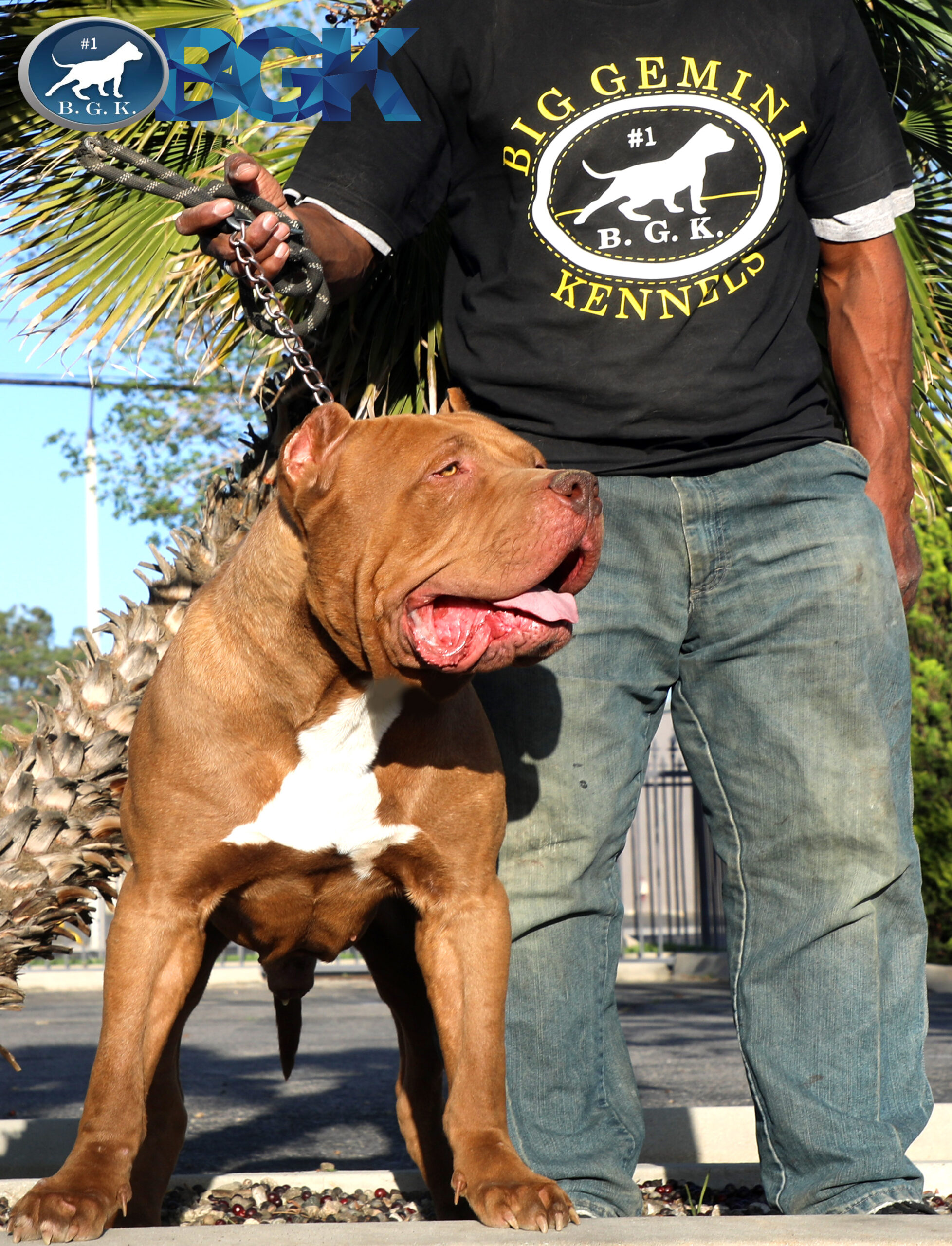 Dog Featured Image