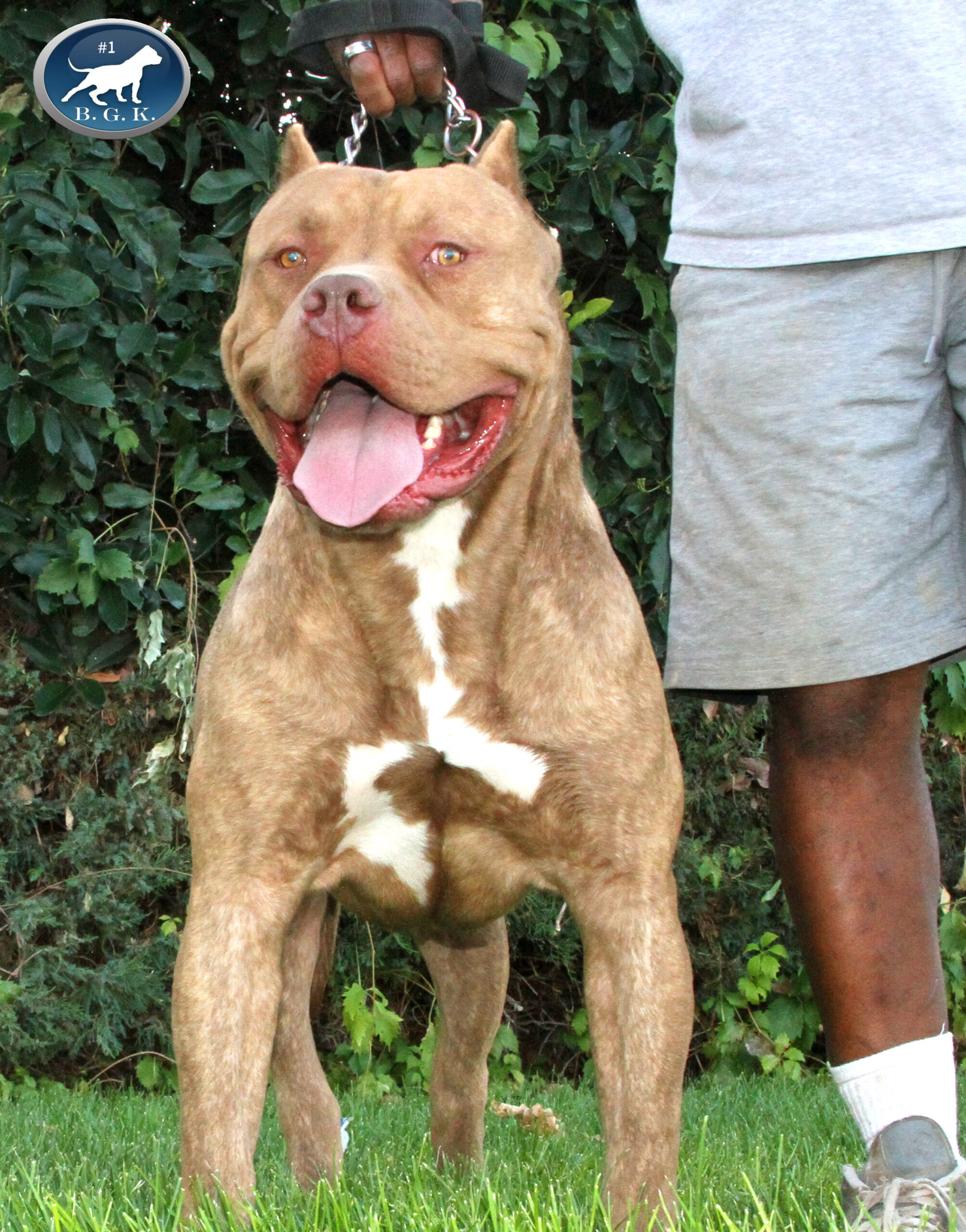 Dog Featured Image