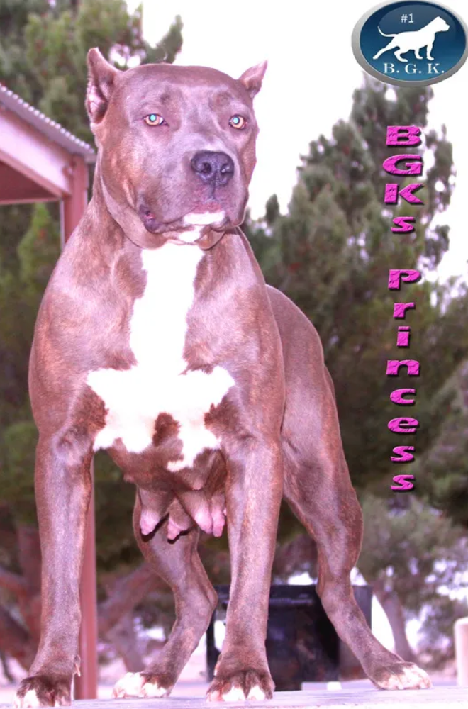 Dog Featured Image