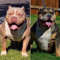 Dog Featured Image