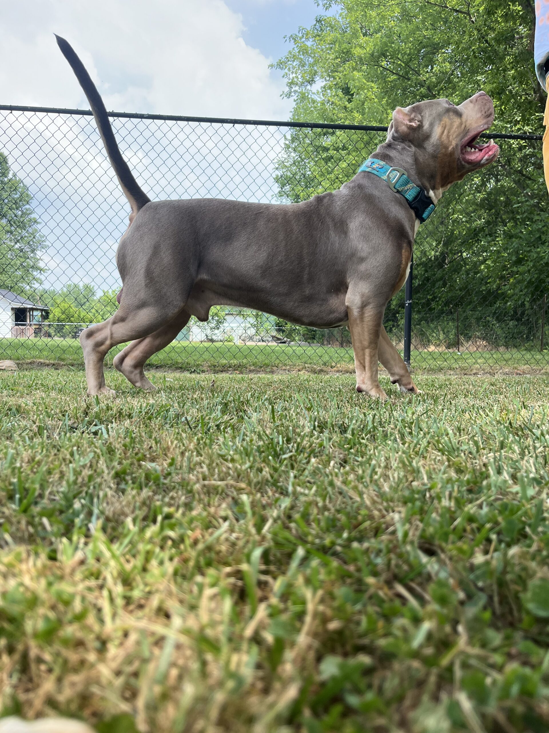 Dog Featured Image