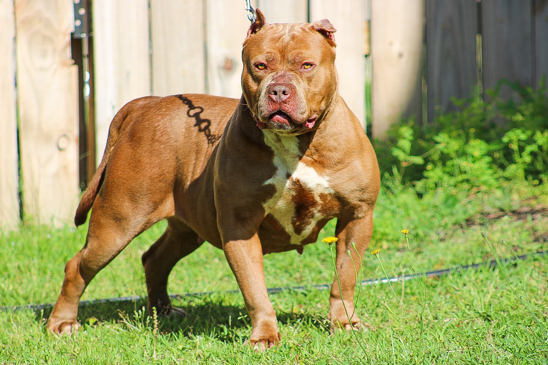 Dog Featured Image