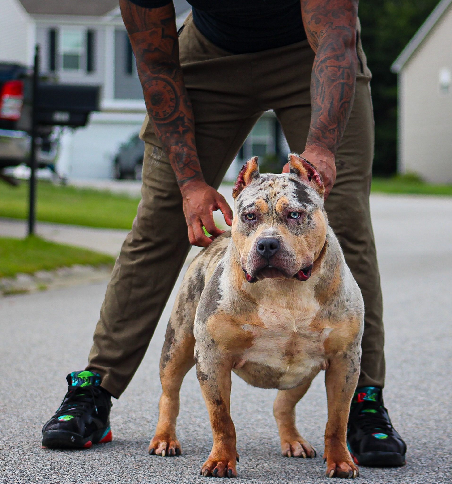 Dog Featured Image