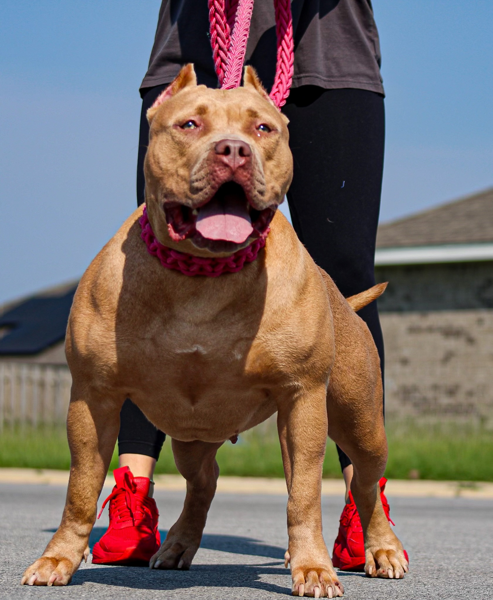 Dog Featured Image