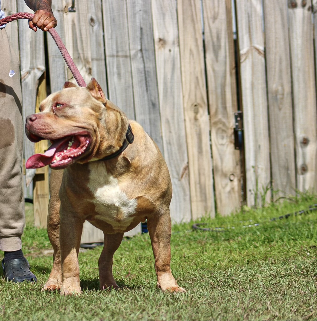 Dog Featured Image
