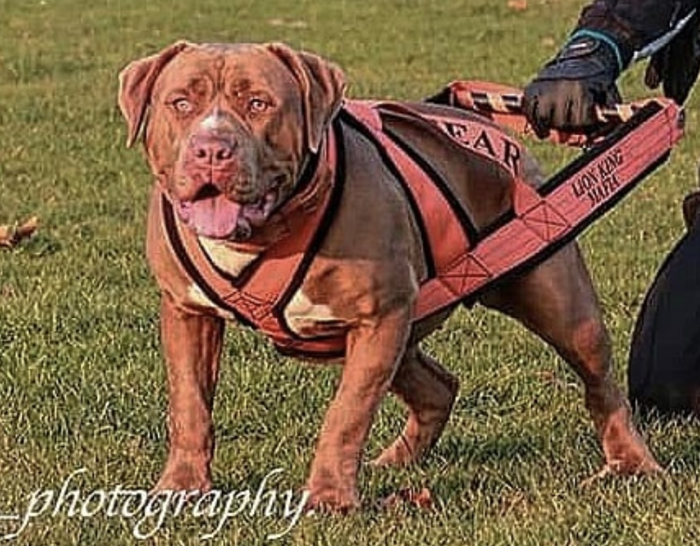 Dog Featured Image