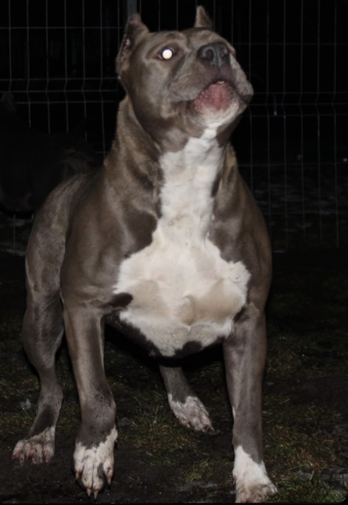 Dog Featured Image