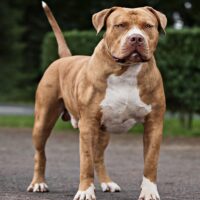 Dog Featured Image
