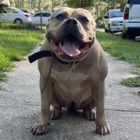 Dog Featured Image