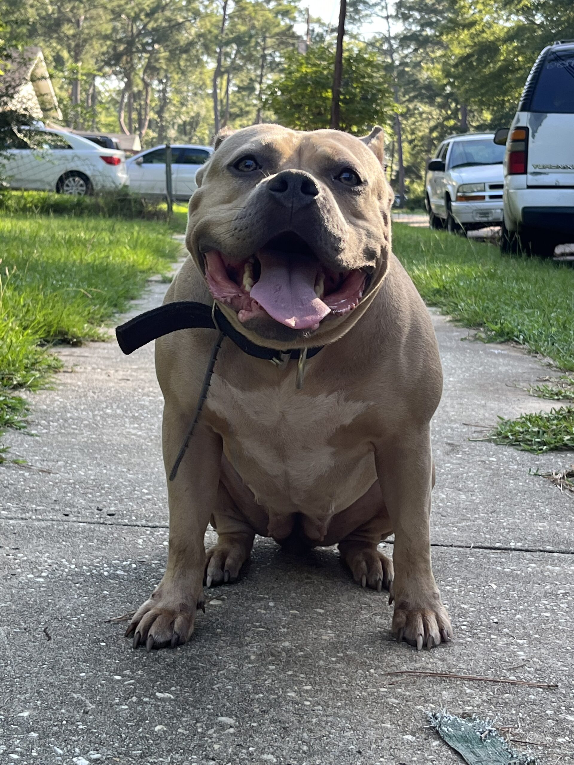 Dog Featured Image