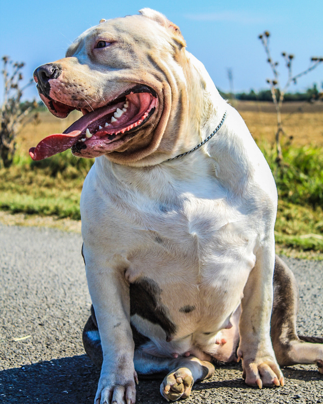 Dog Featured Image