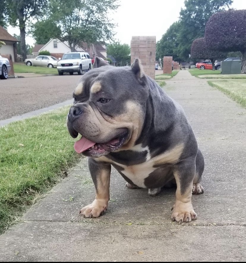 Dog Featured Image