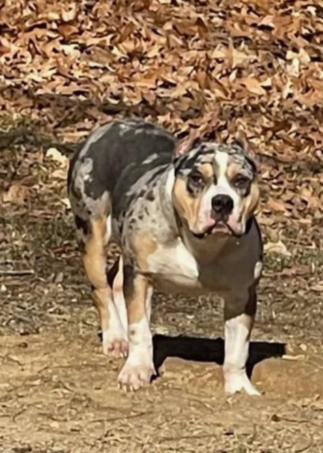 Dog Featured Image