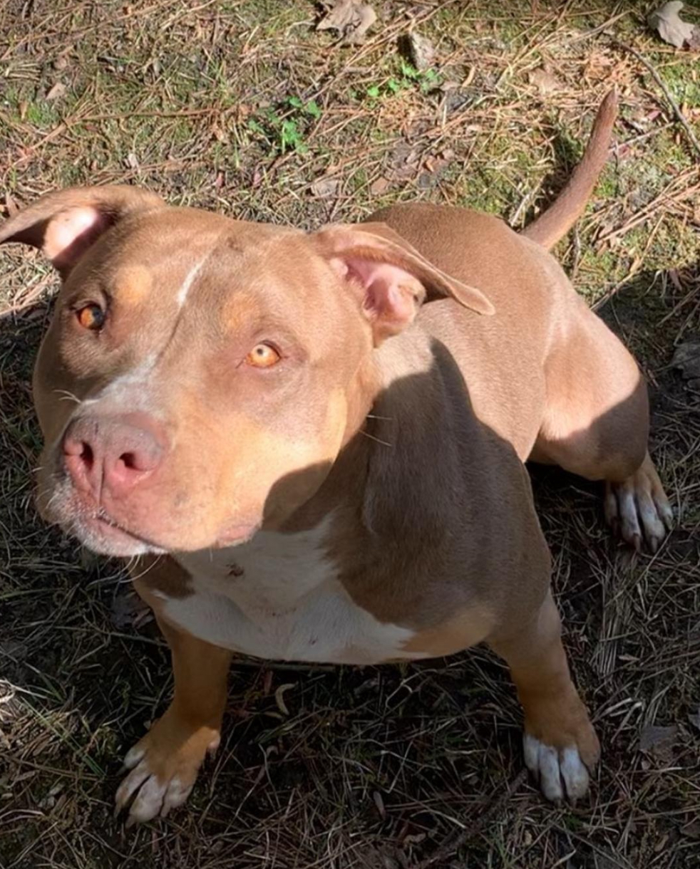 Dog Featured Image