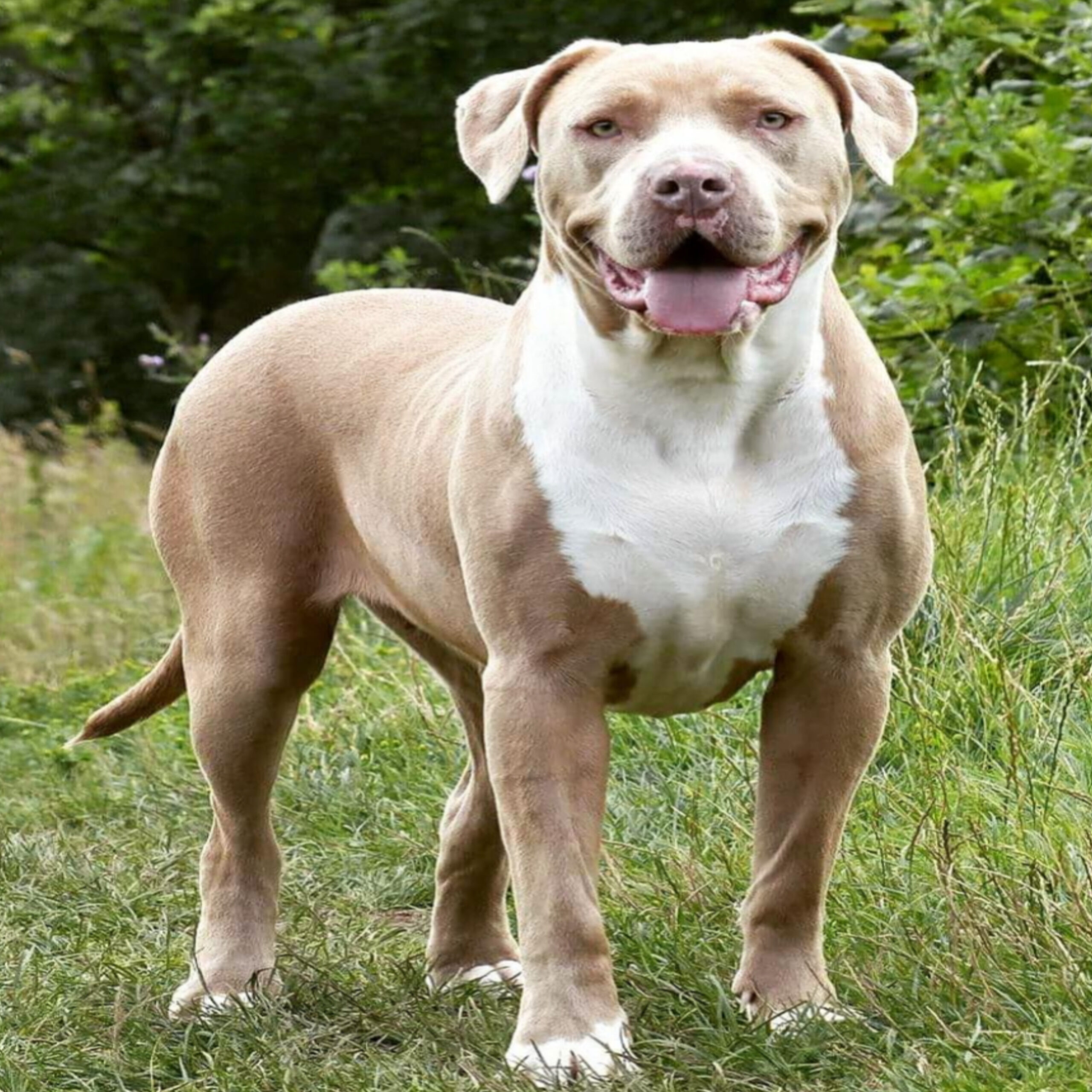 Dog Featured Image