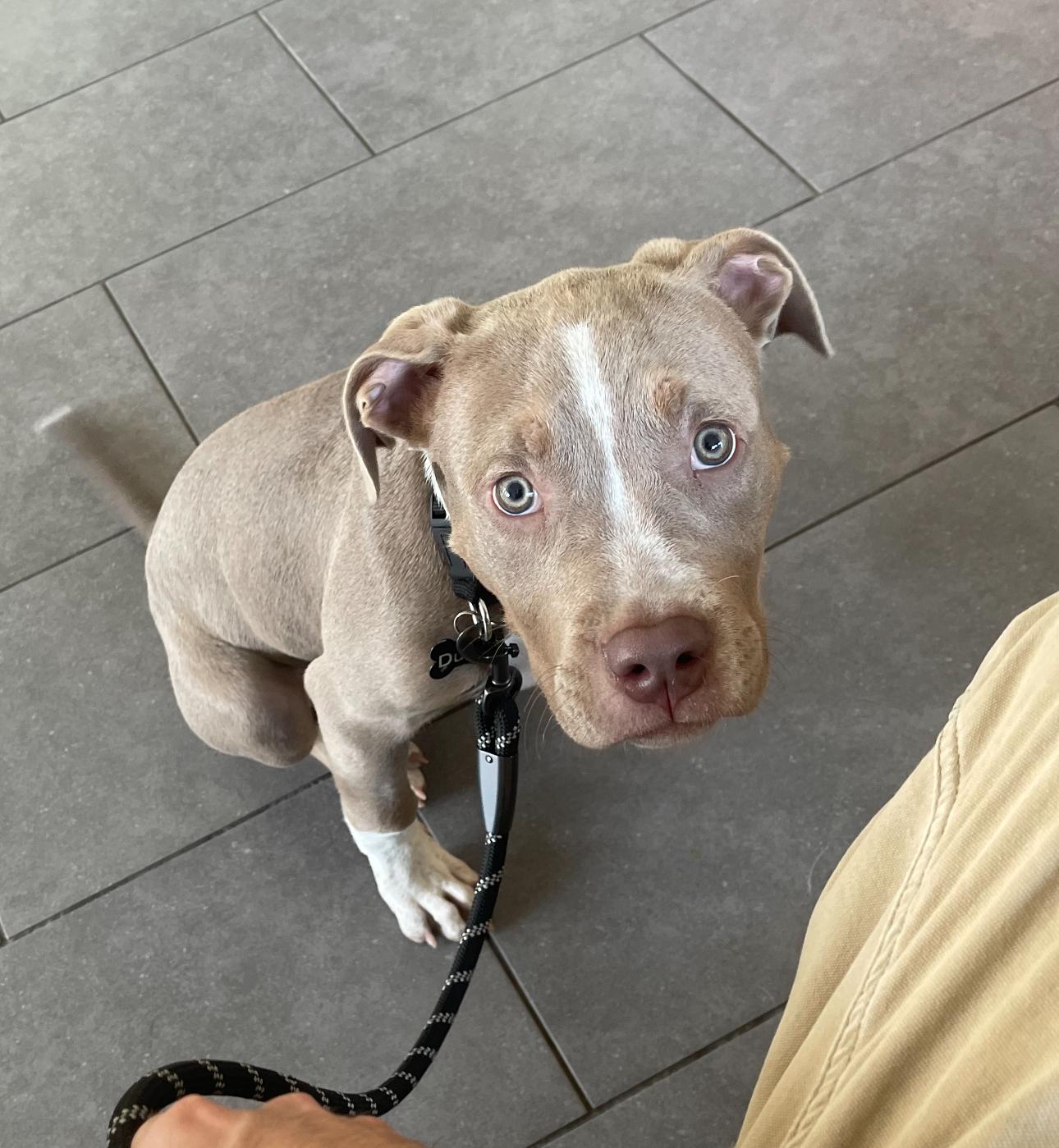 Dog Featured Image