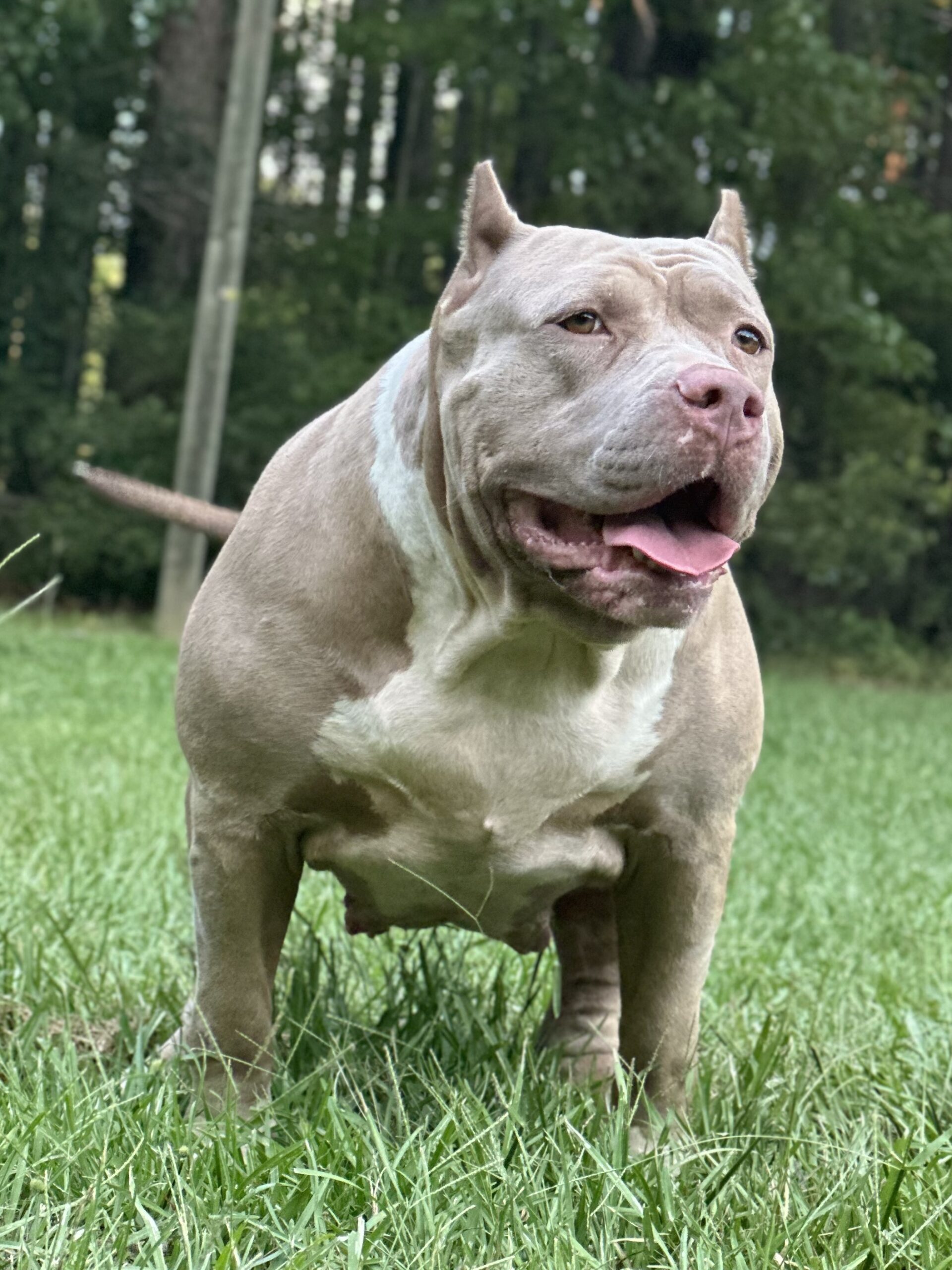 Dog Featured Image