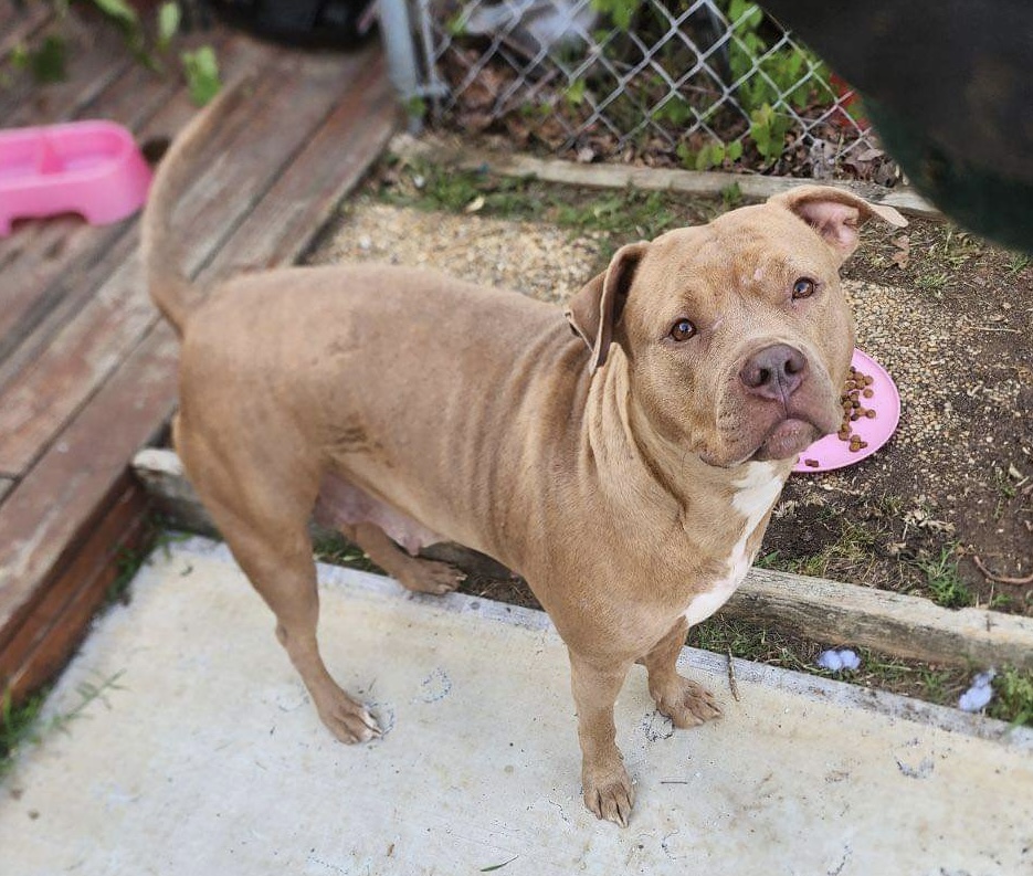 Dog Featured Image