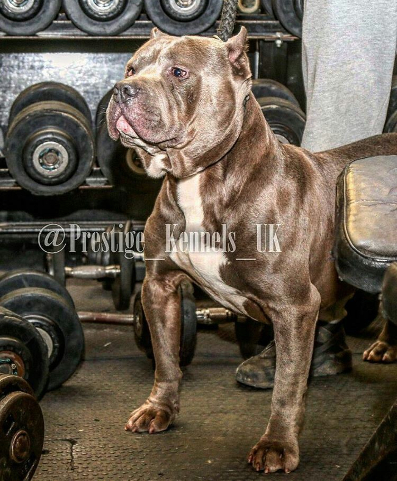 Dog Featured Image