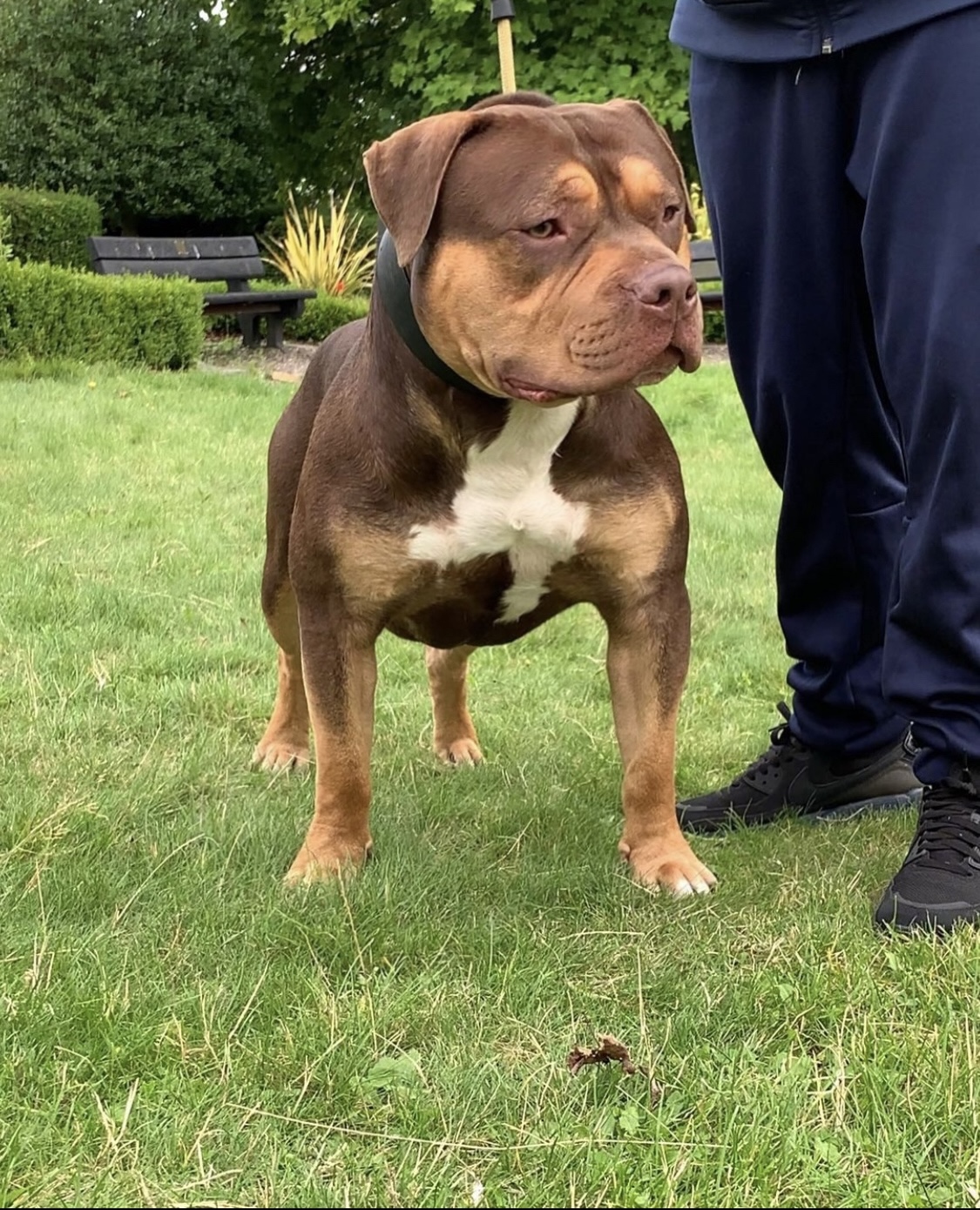 Dog Featured Image