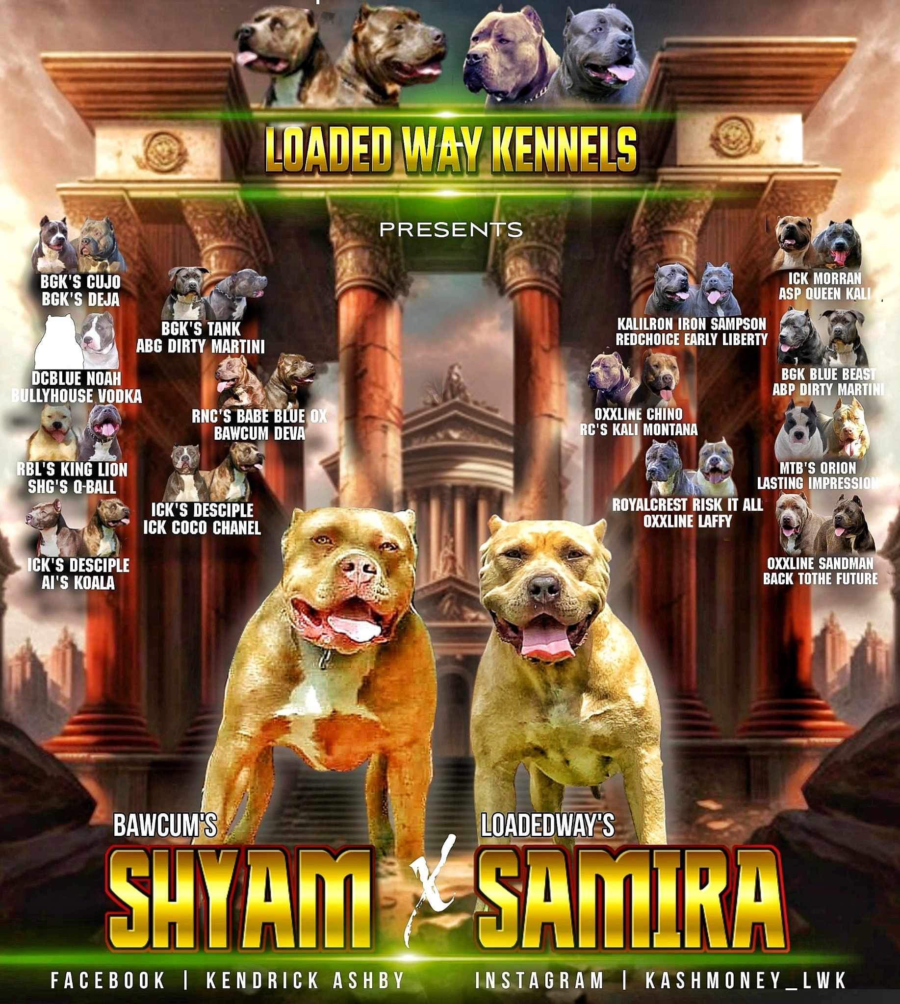 Dog Featured Image